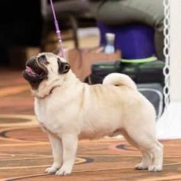 PeeDee - Pug