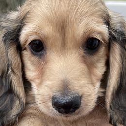 Dachshund Puppies from STORIED DOXIES