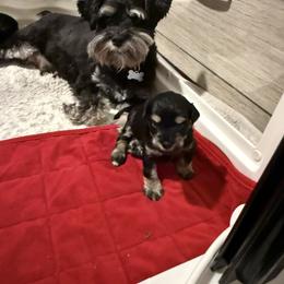 Miniature Schnauzer Puppies from Ancient City Schnauzers