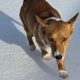 Annie - Pembroke Welsh Corgi