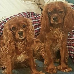 Cavalier King Charles Spaniels from Mary Freeman