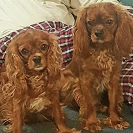 Cavalier King Charles Spaniels from Mary Freeman
