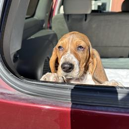 Basset Hound Puppies from Dretzka’s Blessed Basset Hounds