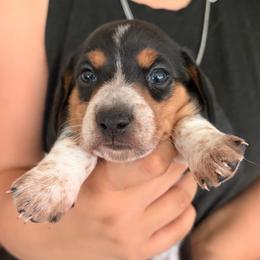 Piebald black and tan boy - Piebald male Dachshund puppy in Lady Lake, Florida from Shotzie Doxie Co.