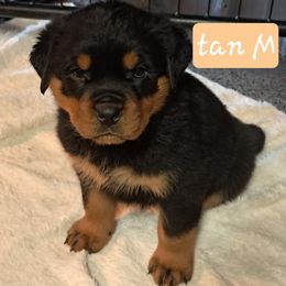 Boy 1 - Black and mahogany male Rottweiler puppy in De Witt, Iowa from Irish Eyes Kennels