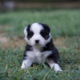 Phoebe - Black tri-color female Australian Shepherd puppy in Bertram, Texas from Ashley’s Australian Shepherds