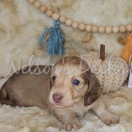 Ophelia - Cream female Dachshund puppy in Foreman, Arkansas from Nelson's Dachshunds