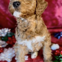 Goldendoodle All Grown Up from Scherrer Sweet Goldendoodles