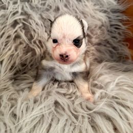 Twinkle - Gray and white female Pomsky puppy in La Verne, California from Red Cedar Pomskies