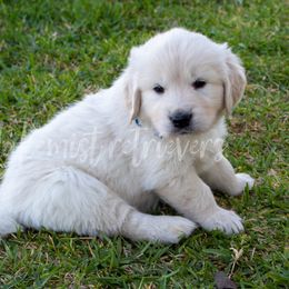 Golden Retriever Puppies from Lakemist Retrievers