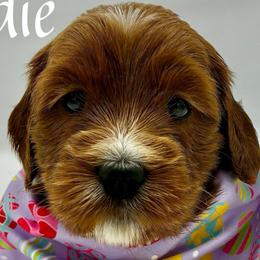 Sadie - Red  female Goldendoodle puppy in Travelers Rest, South Carolina from Bailey Mountain Doodles
