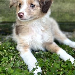 Red - Red merle female Miniature Australian Shepherd puppy in Saint Cloud, Florida from Dirty Paws