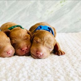 Goldendoodle and Poodle Puppies from Reddy Poodles & Doodles