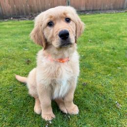 Orange collar boy - Golden male Golden Retriever puppy in Spanaway, Washington from 11 Oaks Kennels