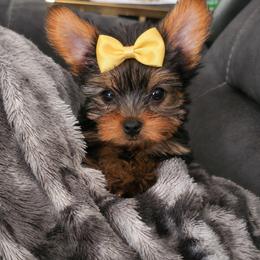 Mina - Black and tan female Yorkshire Terrier puppy in North Chesterfield, Virginia from YorkieLover