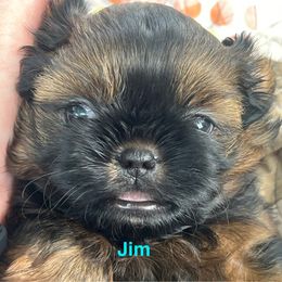 Jim Beam - Red and tan male Shih Tzu puppy in Bloomfield, Indiana from Meihem Pups
