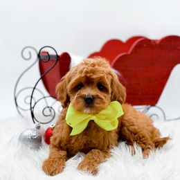 Muffin - Apricot female Goldendoodle puppy in North Carolina from NC Doodle Puppies