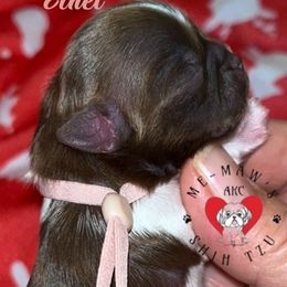 Ethel - Liver and white female Shih Tzu puppy in Hanford, California from MeMaw Shih Tzus