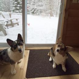 American Corgi puppies from Downeast Corgis