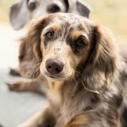 Darling - Dachshund