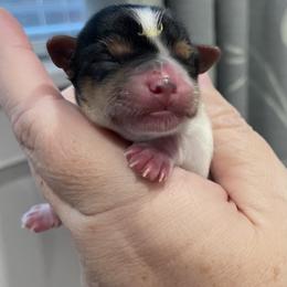 Girl 1 - Parti female Yorkshire Terrier puppy in Forest, Virginia from Majestic Touch Kennels and Pet Services