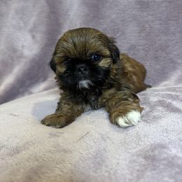 Faith - Brindle female Shih Tzu puppy in California from Boodaboo Shih Tzu’s