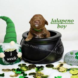 Jalapeno (green collar) boy - Red  male Goldendoodle puppy in Corona, California from Fluffy Puppy Mini Doodles LLC