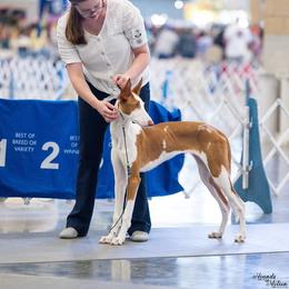 Ibizan Hound Puppies from AirO'Doe Ibizans