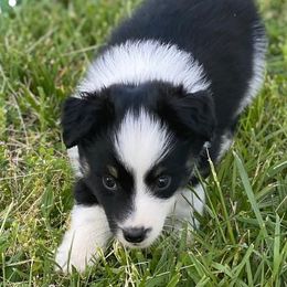 Aussiedoodles, Australian Shepherds, Miniature American Shepherds, and Poodles from Mammydoodles282