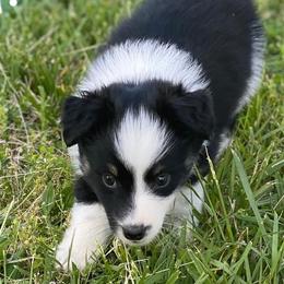 Aussiedoodles, Australian Shepherds, Miniature American Shepherds, and Poodles from Mammydoodles282