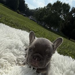 Biscotti - Tricolors male French Bulldog puppy in Monrovia, Maryland from Frederick Frenchies