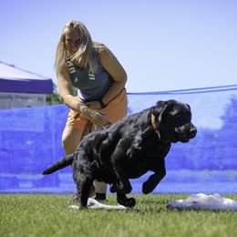 Chaos - Labrador Retriever
