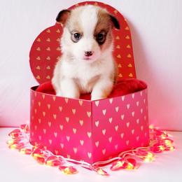 American Corgi and Pembroke Welsh Corgi Puppies from Whimsical Treasure Corgis