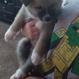 Akita from Bella and Beast Pups