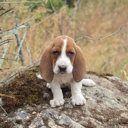 Sodapop - Mahogany and white male Basset Hound puppy in Valley, Washington from Peaceful Valley Paws