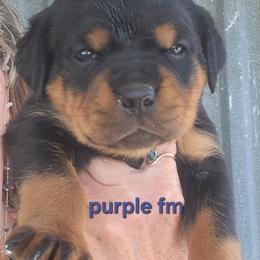 Girl 3 - Black and mahogany female Rottweiler puppy in De Witt, Iowa from Irish Eyes Kennels