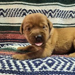 Girl 6 - Yellow female Labrador Retriever puppy in Potosi, Wisconsin from Point and Flush Gun Dogs