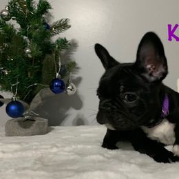 French Bulldog Puppies from Gotts Frenchies