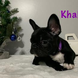 French Bulldog Puppies from Gotts Frenchies