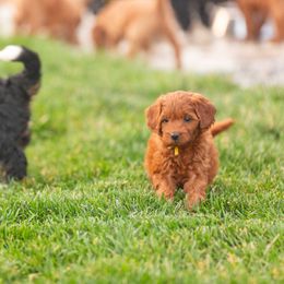 Bernedoodle and Goldendoodle Puppies from Sunnydoodle Utah