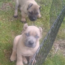 Cane Corso Puppies from Bearpaw