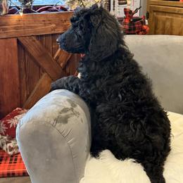Pink - Sale Pending - Black female Poodle puppy in Hamilton, Ohio from Grandview Farm