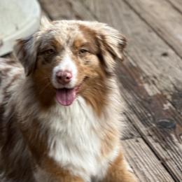 Khalessie - Australian Shepherd