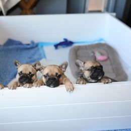 French Bulldog Puppies from Camp Fine Frenchies