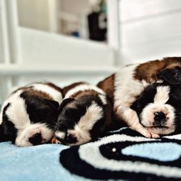 Saint Bernard Puppies from Southern Saints