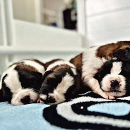 Saint Bernard Puppies from Southern Saints