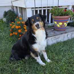 Miniature American Shepherd puppies from Tntowne Miniature American Shepherds