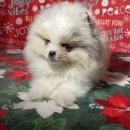 Pomeranian Puppies from Summer Set Poms