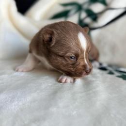 Fifi - Chocolate female Pomsky puppy in Doon, Iowa from Luxury Pomsky