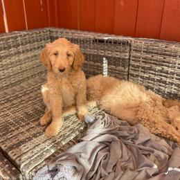 Labradoodle Puppies from CC Labradoodles